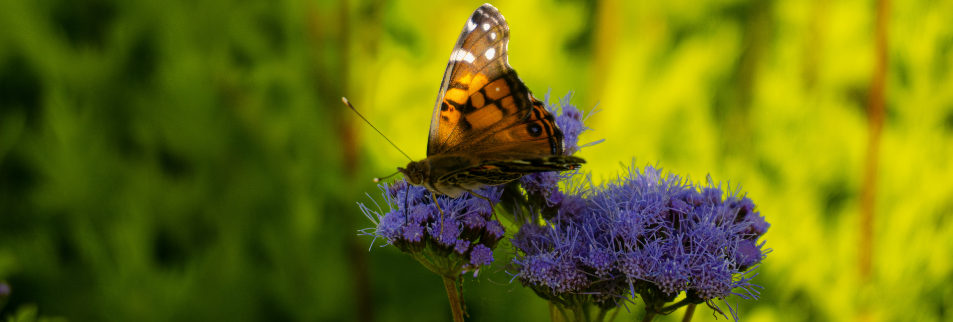 butterfly garden