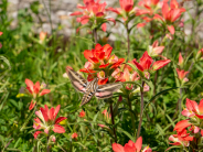 garden 2