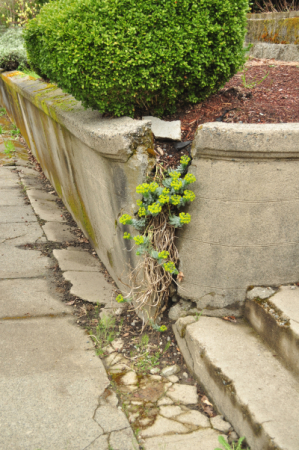 Failing Retaining Wall