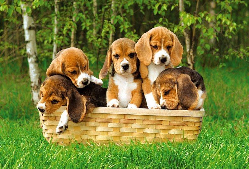 Animal Services | City of Corinth Texas Animal Services | City of Corinth Texas